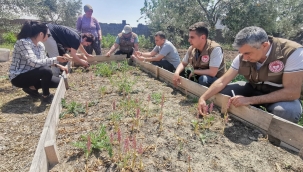Manisa'da salep yetiştiriciliği yaygınlaştırılıyor