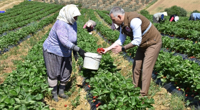 Müdür Öztürk çilek hasadına katıldı