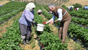 Müdür Öztürk çilek hasadına katıldı