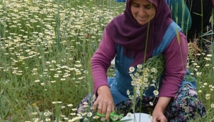 Papatya toplanması başladı