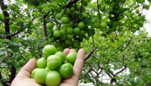 Turgutlu belediyesi erik hasadı ile bir ilke imza atacak