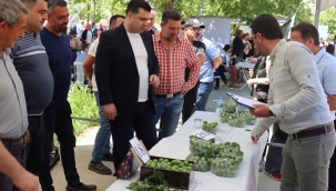 Turgutlu'da en güzel erik yarışması yapıldı