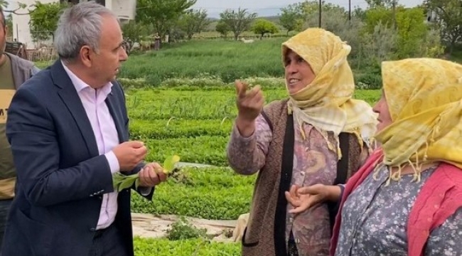 Tütünde kan kaybı sürüyor