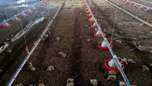 Yangından zehirlenen 5 bin civciv telef oldu