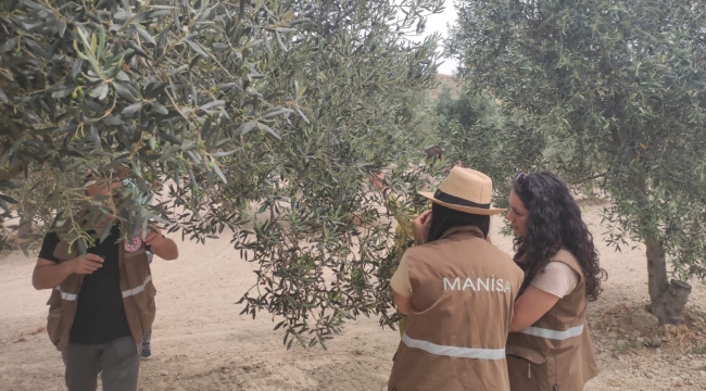 Ahmetli'de zeytin güvesi mücadelesi