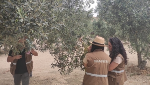 Ahmetli'de zeytin güvesi mücadelesi