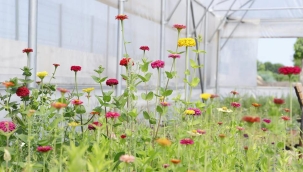 Alaşehir belediyesinden bahçeler için ücretsiz çiçek hizmeti