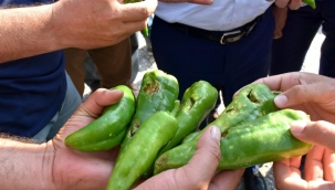 Bağlarda ve bahçelerde zarar büyük