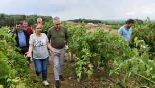 Bağlarda zarar tespit çalışması