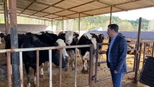  Basevirgen uyardı: " hayvanlar yem vatandaş et yiyemeyecek" 