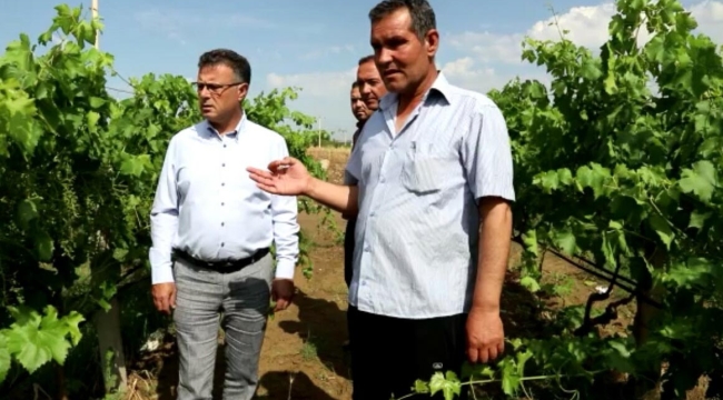 Başkan Öküzcüoğlu zarar gören bağları gezdi