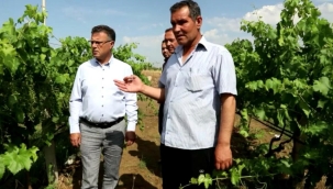 Başkan Öküzcüoğlu zarar gören bağları gezdi