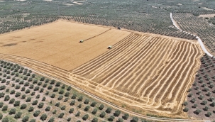 Belediye kendi arazisinde buğday hasadına başladı