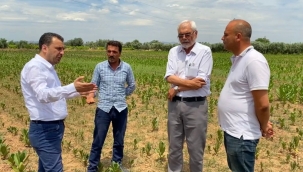 CHP'li Başevirgen' tütüncünün beklentisi en az 70 lira'