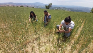 Demirci'de tarım alanlarında hastalık denetim