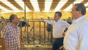 Kula'lı üreticiden "yem ucuz olsun süt 5 lira olsun" önerisi