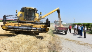 Manisa'da 900.000 dekar alanda buğday ve arpa hasadı başladı