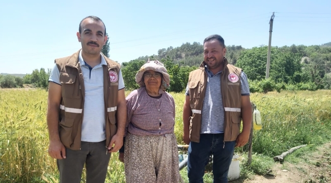 Selendi'de antep fıstığı aşılaması sürüyor