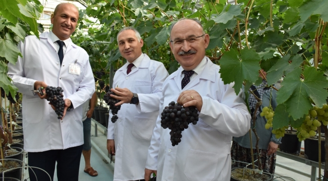 Topraksız üretilen sofralık üzüm hasadı