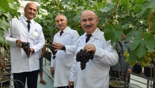 Topraksız üretilen sofralık üzüm hasadı