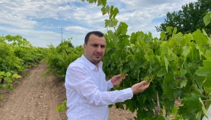 Üzüm üreticisini isyanı "maliyetler bizi öldürecek"