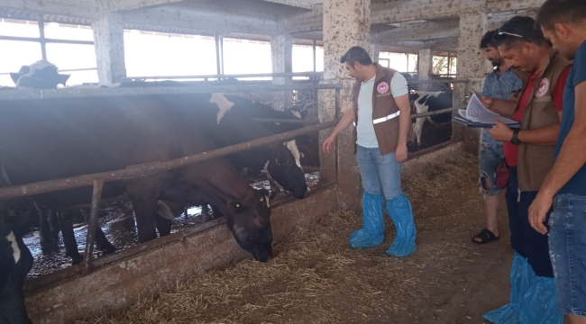 Brucella ve tüberküloz hastalığına karşı denetemler sürüyor
