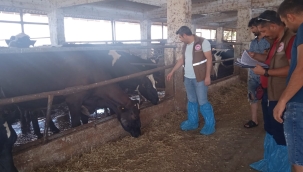 Brucella ve tüberküloz hastalığına karşı denetemler sürüyor