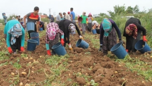 Çalışan 15 milyon sedikalı üye sayısı 2 milyon