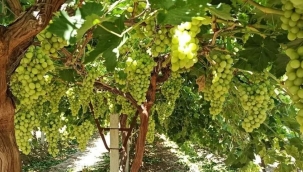 Hasat ve ihraç tarihleri belli oldu