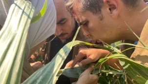 Manisa'da 17 üründe 26 hastalıkla eş zamanlı mücadele