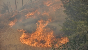 Manisa ve Datça'da orman yangını