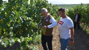 Müdür Öztürk, erkenci üzüm hasadına katıldı