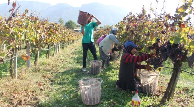 Sarıgöl'de üzüm işci ücretlerine yüzde 23 zam yapıldı