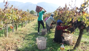 Sarıgöl'de üzüm işci ücretlerine yüzde 23 zam yapıldı