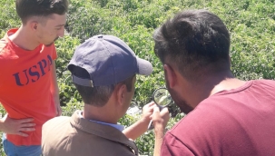 Tarım müdürlüğü17 ilçede 21 ekiple eş zamanlı tırtıl mücadelesi