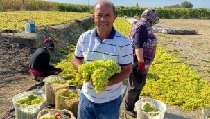 Üzüm üreticisnin fiyat tedirginliği