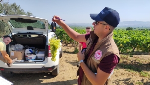 17 ilçede üzüm rekolte saptama çalışması başladı