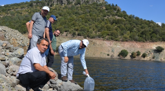 4 sulama barajına 34 bin yavru sazan bırakıldı