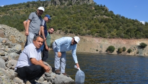 4 sulama barajına 34 bin yavru sazan bırakıldı