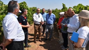 Ahmetli'de tarla günü