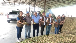 Akhisar Beyoba'da badem hasadı