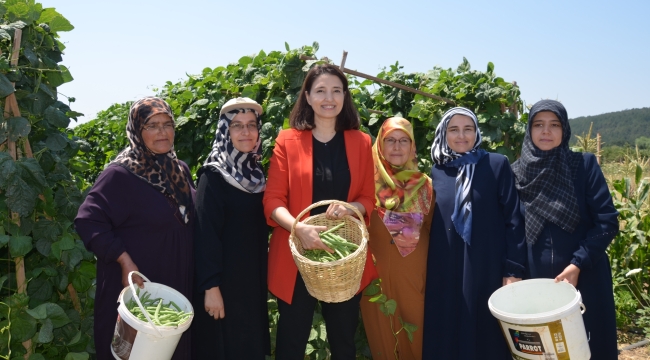 AKP milletvekili Kıvırcık'tan fasulye hasadı 