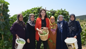 AKP milletvekili Kıvırcık'tan fasulye hasadı 