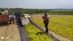 Bağlarda hasat ve sergi kontrolleri başladı