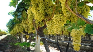 CHP'nin üzüm mitingi Karaağaçlı'da