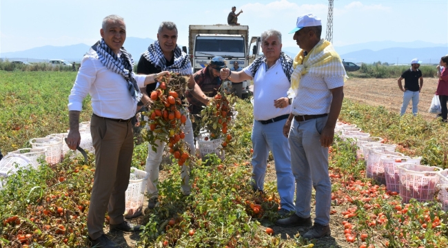 Domates hasadı 6 ilçede sürüyor
