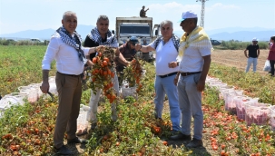 Domates hasadı 6 ilçede sürüyor