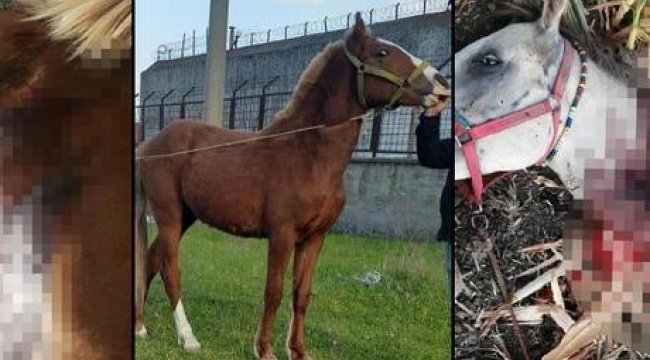 Kırkağaç'ta dehşet! Fayton atları öldürüldü 