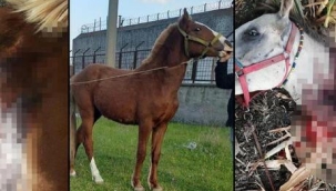 Kırkağaç'ta dehşet! Fayton atları öldürüldü 