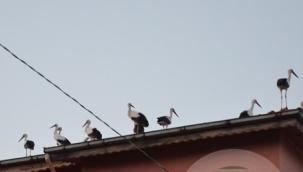 Leyleklerın Demirci'de muhteşem gösterisi